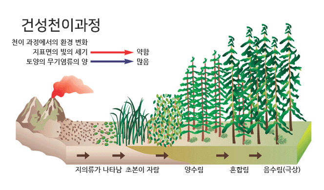 숲의천이